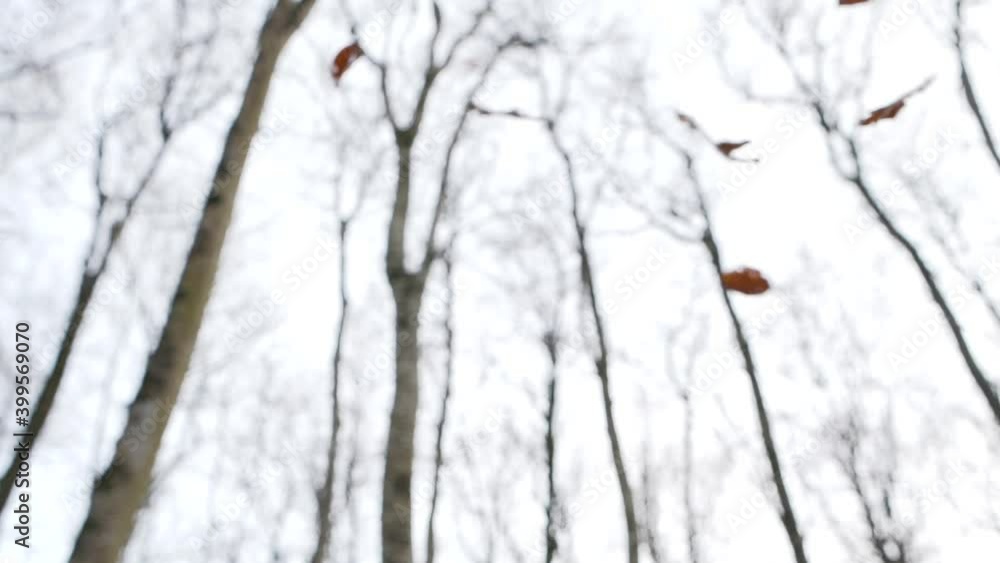 Suggestive shot of dry leaves falling from trees. Low angle slow-motion Suggestive shot of dry leaves falling from trees. Low angle slow-motion
