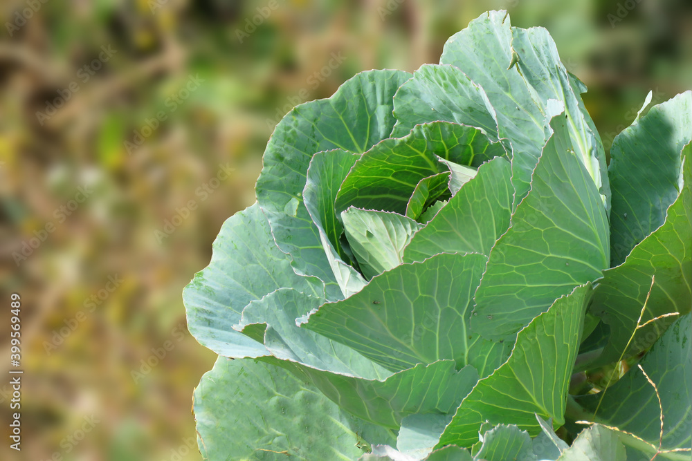 Cabbage growing in the garden, It is descended from the wild cabbage, and belongs to the Cabbage growing in the garden, It is descended from the wild cabbage, and belongs to the