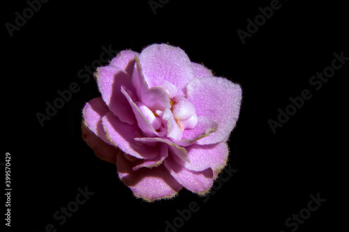 Pink isolated violet flower, similar to a rose, on a black background. Optimara my delight. Close up