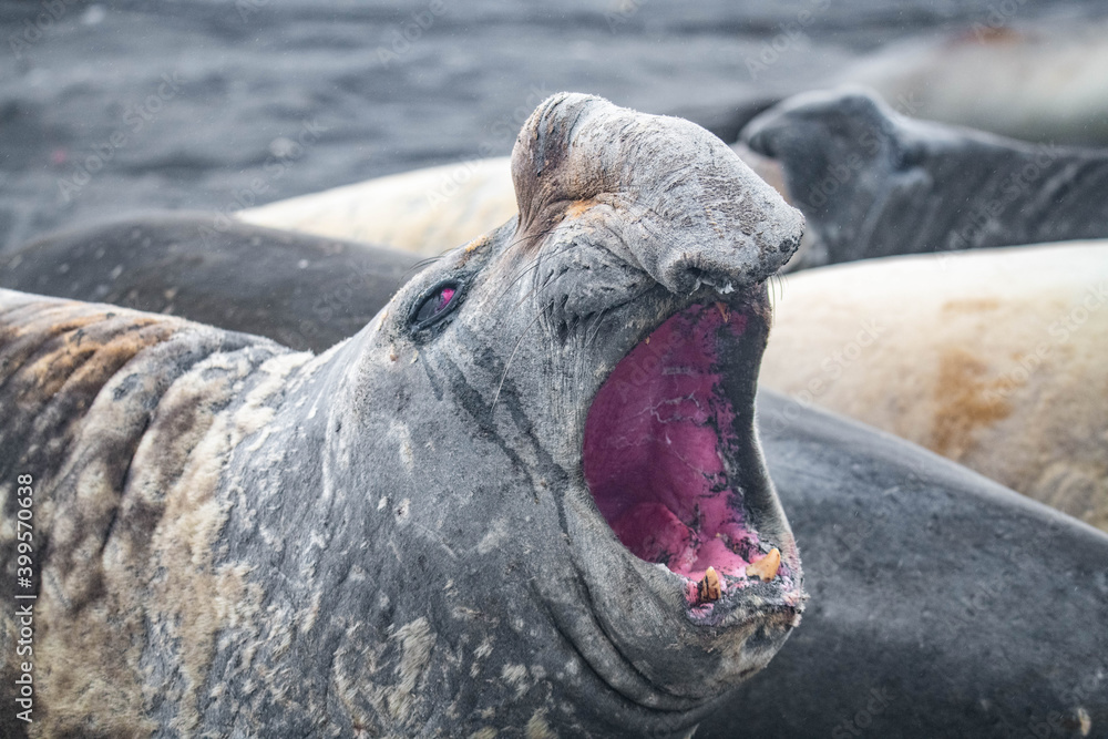 Naklejka premium elephant seal south georgia