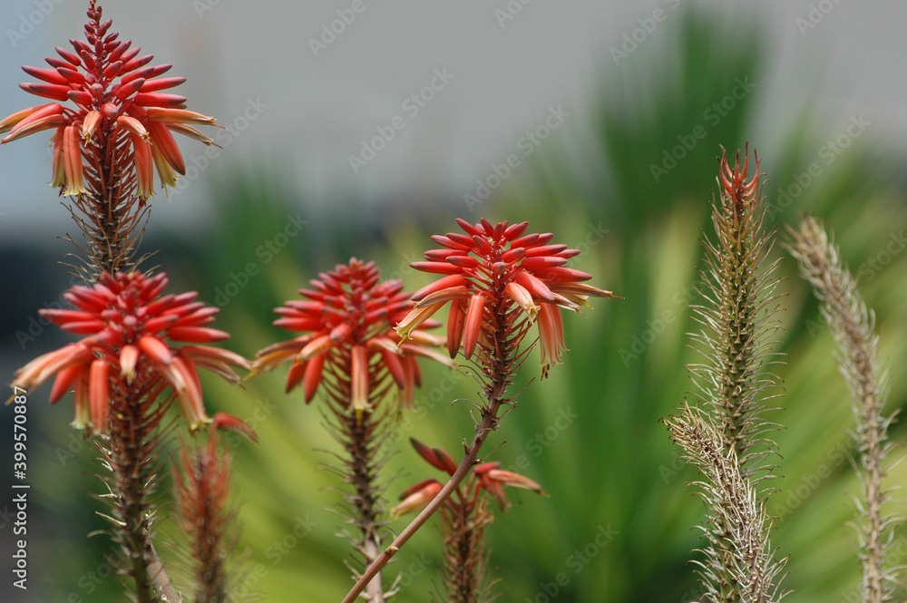 Red Aloe Vera flowers in clusters showing different stages of flowering, a succulent exotic plant growing naturally in tropical climates and highly appreciated for its ornamental or medicinal benefits Red Aloe Vera flowers in clusters showing different stages of flowering, a succulent exotic plant growing naturally in tropical climates and highly appreciated for its ornamental or medicinal benefits