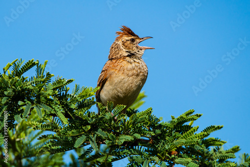 Foto Alouette à nuque rousse,.Mirafra africana, Rufous naped Lark