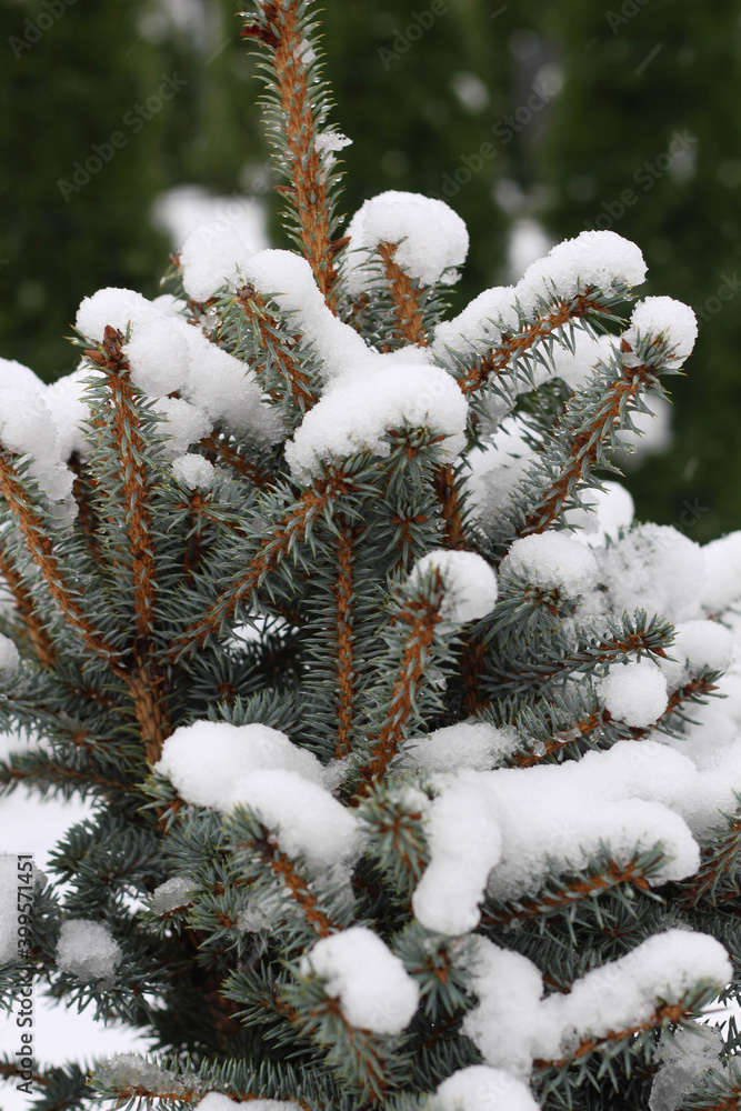 Spruce branches in the snow. Winter. December. January. February. Park, garden. Spruce branches in the snow. Winter. December. January. February. Park, garden.