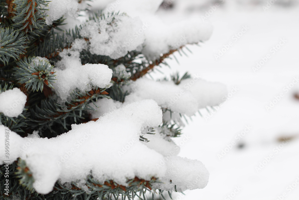 Spruce branches in the snow. Winter. December. January. February. Park, garden. 