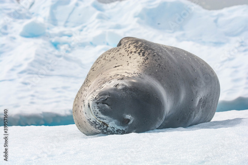 leopard seal Antarctica