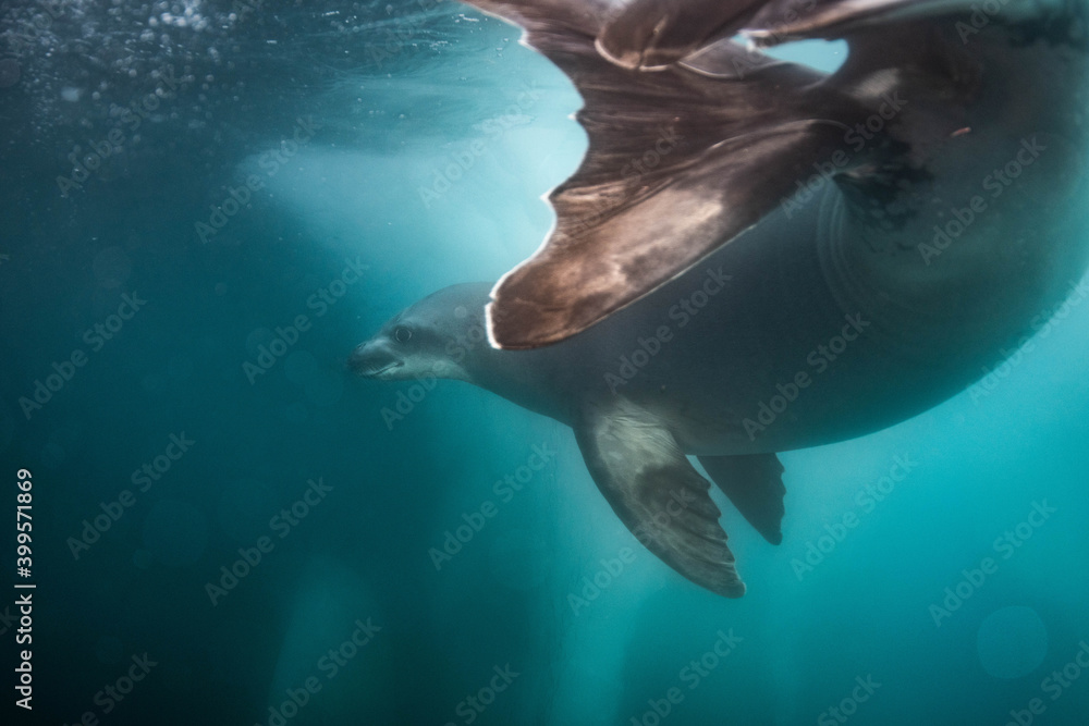 Naklejka premium seal underwater