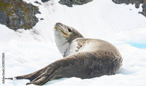 Fototapeta Naklejka Na Ścianę i Meble -  leopard seal Antarctica