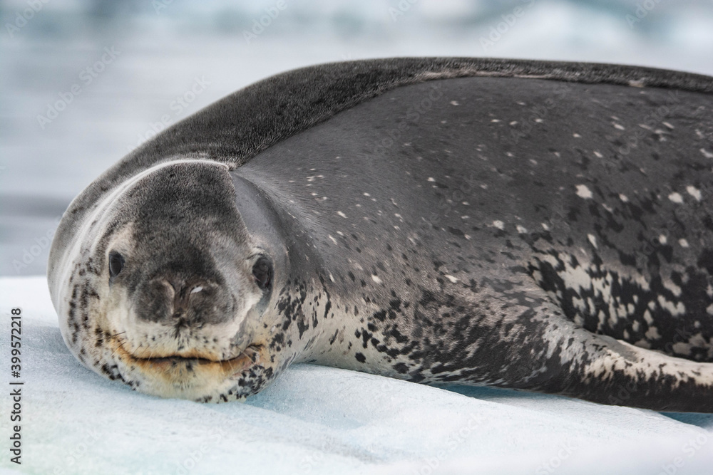 Obraz premium leopard seal Antarctica