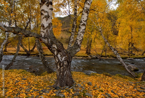 Russia. South Of Western Siberia. Mountain Altai. Early autumn morning on the coast of the Big Ilgumen river near the village of Kupchegen. photo