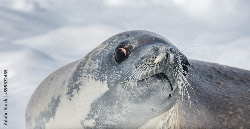 Fototapeta premium seal on the ice antarctica