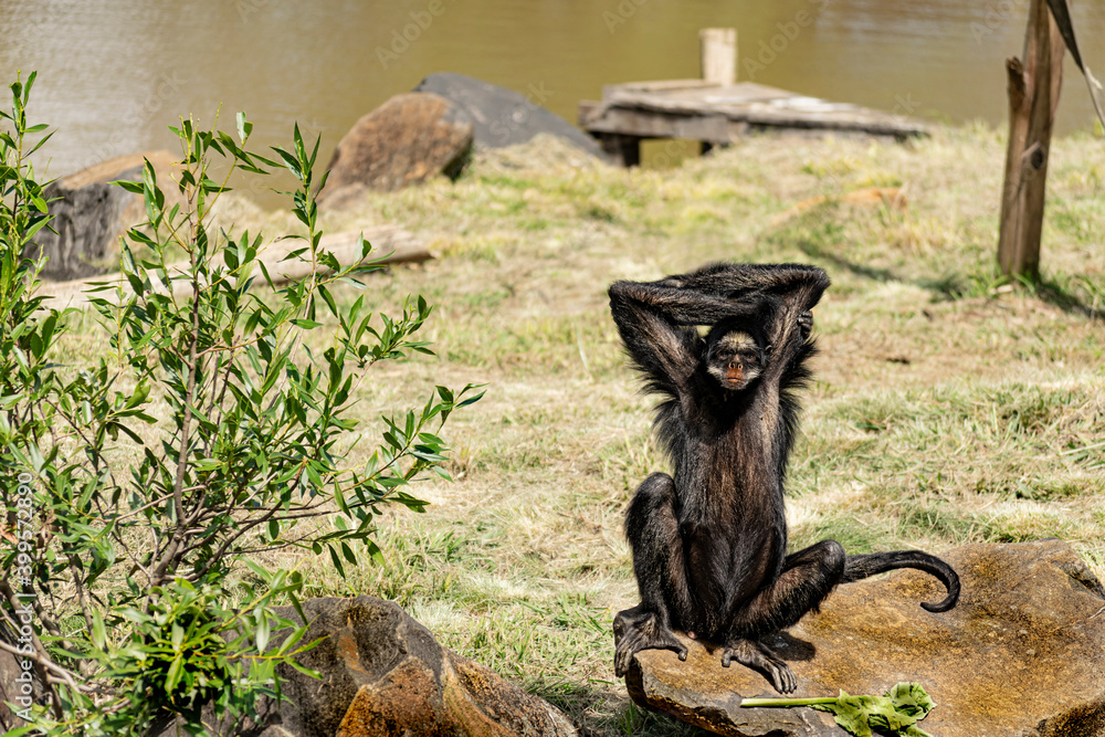 Macaco-aranha-da-colômbia