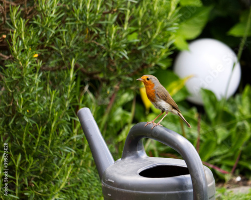 robin sitting on a graywatering can