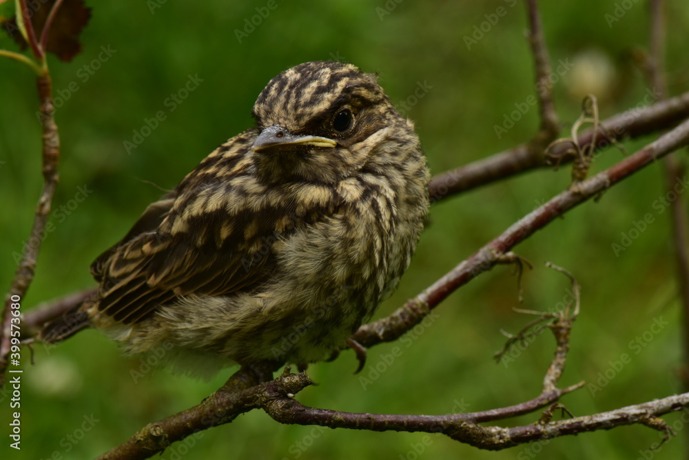 Young bird thrush in the beautiful plumage Young bird thrush in the beautiful plumage