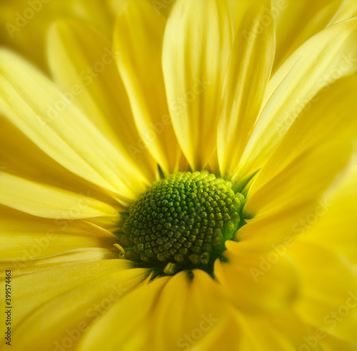 Yellow Daisy Gerbera