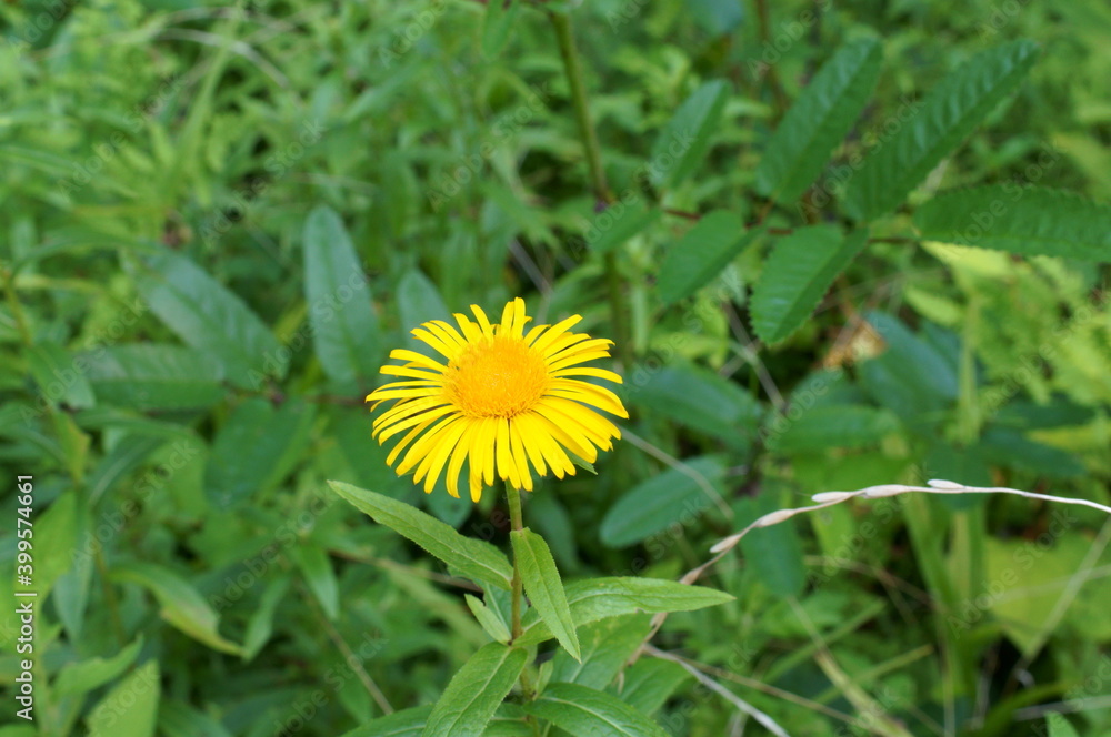 Inula salicina L. var. asiatica Kitam Inula salicina L. var. asiatica Kitam