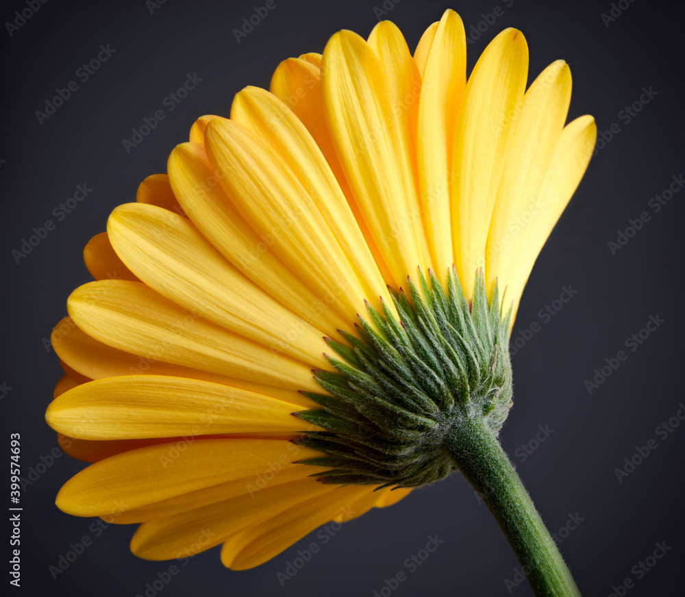 Fototapeta premium Orange Gerbera
