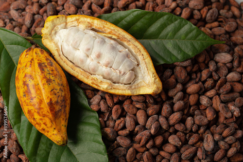Fresh cocoa with cacao pods and cocoa fruit, Ripe cocoa pod, and nibs, cocoa beans set up the background.