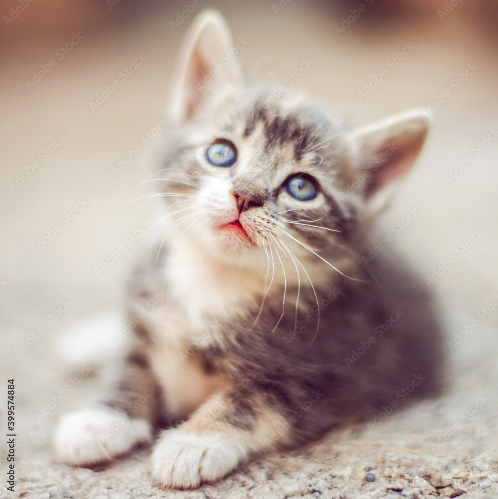 Small ashy kitten lies on a stone floor outdoors with inteesting curious face. Cute domestic animal portrait.