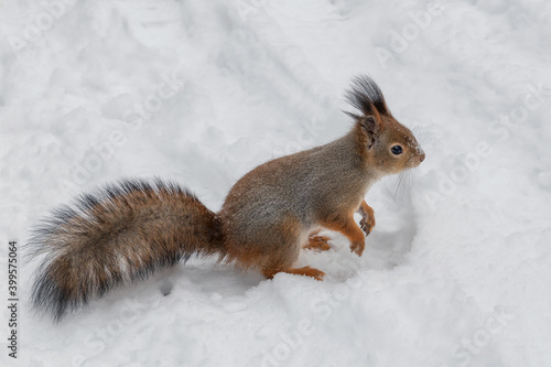Squirrel carefully walks in the white snow. Beautiful European red squirrel walks in winter. © lucky-photo