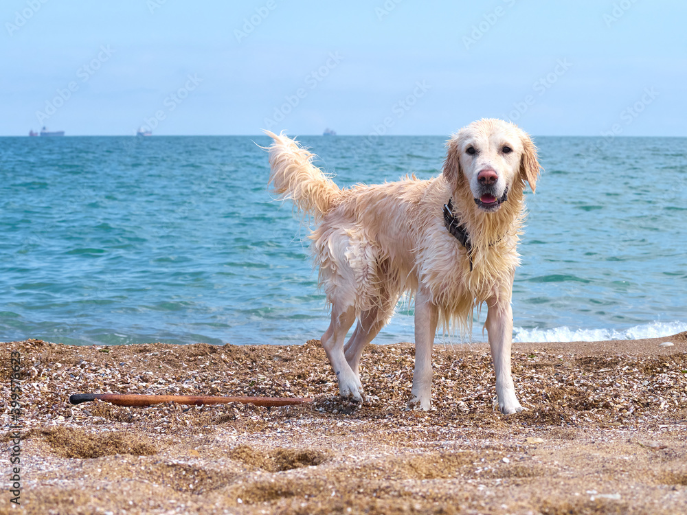 White golden labrador retriever dog on the beach White golden labrador retriever dog on the beach