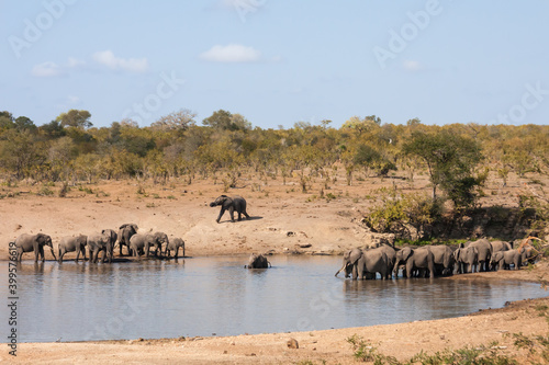 Landscape of two large herds of African elephants coming to a waterhole to drink and bathe in Kruger National Park, South Africa