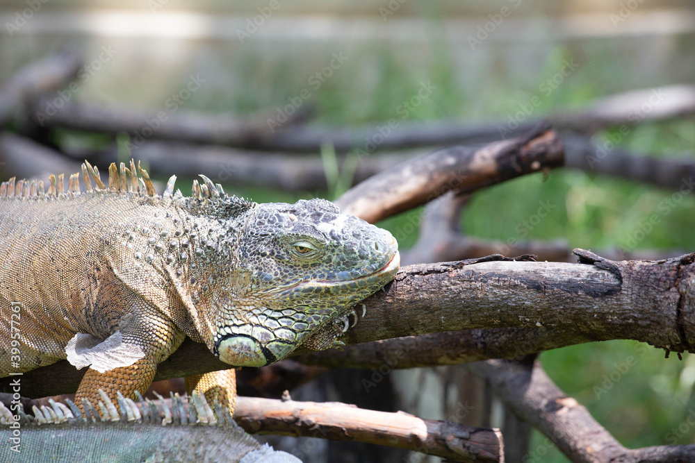 beautiful green chameleon in the zoo beautiful green chameleon in the zoo