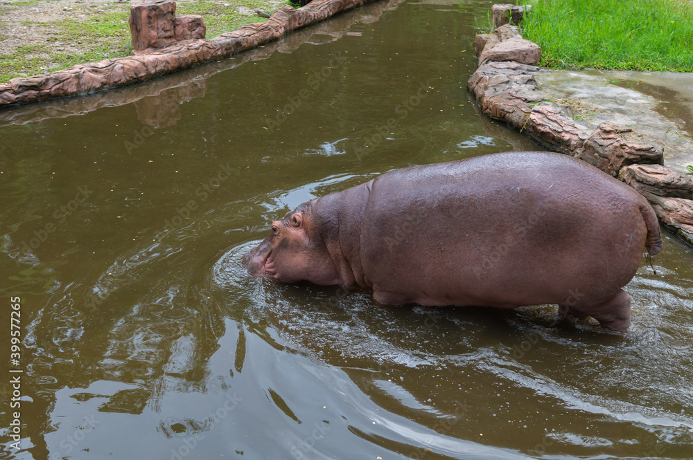 Hippopotamus at the river Hippopotamus at the river