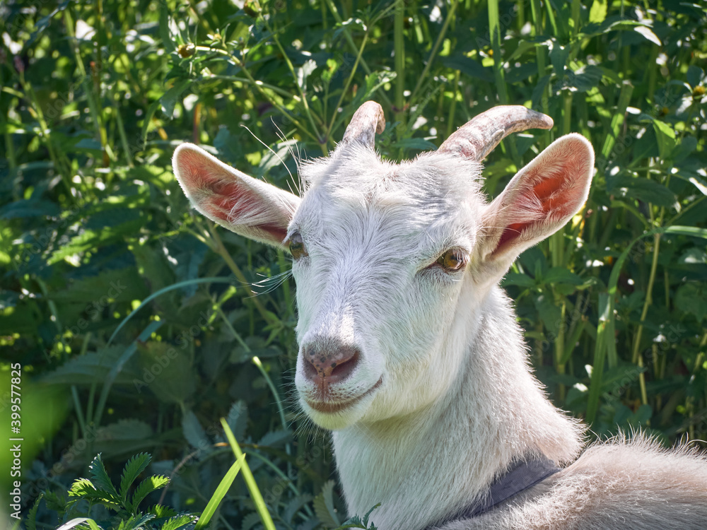 Obraz premium Portrait of a funny goat with horns
