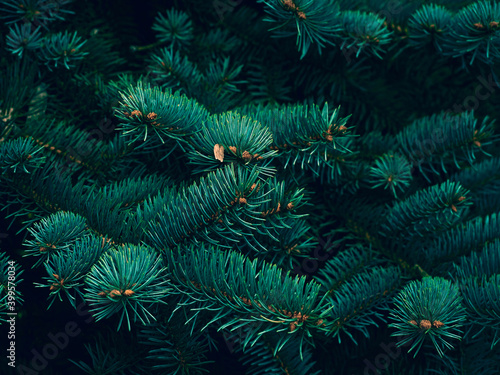 Background of Christmas tree branches. © Kulbabka