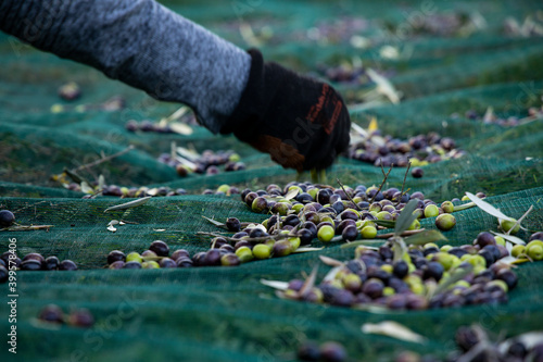 Olives scattered on the cloth during the harvest, first oil of the year
