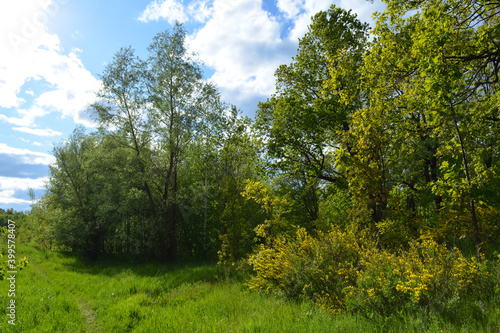 Landscape in spring with green grass, blooming yellow bushes and trees with fresh foliage