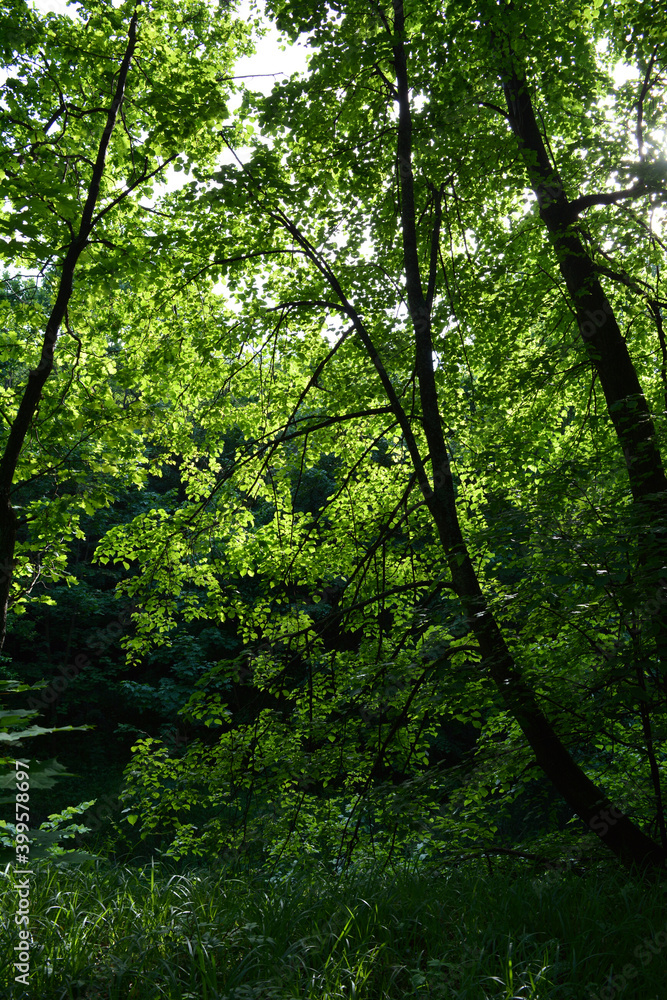 Green forest in summer. Beautiful russian landscape Green forest in summer. Beautiful russian landscape