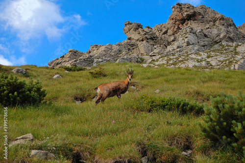 The Tatra National Park is located in southern Poland. The Tatra Mountains in summer. Mountain goats.