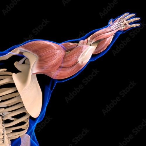 Arm Muscle Anatomy For Medical Concept 3D