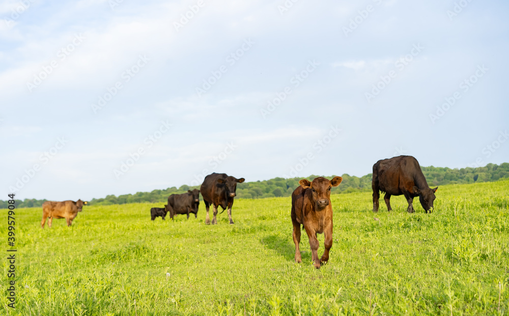 Cows graze in the meadow