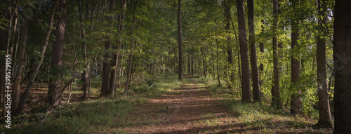 morning in the woods