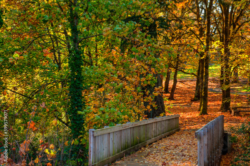 Autumn leaves in a city park