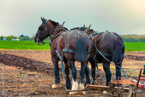 Bild auf Leinwand Draft Horses hooked to a plow