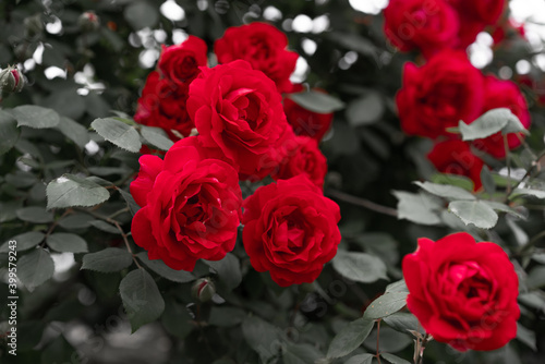 Roses blooming in the garden