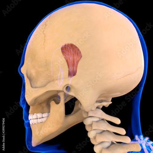 Superior Auricular Muscle Anatomy For Medical Concept 3D photo
