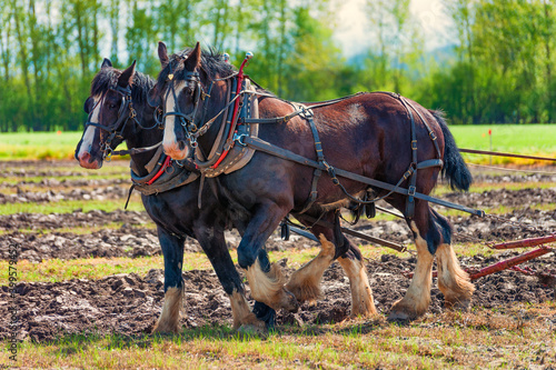 Draft Horses Plowing a Field © Dee