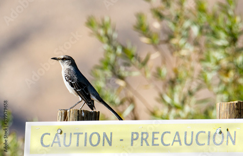 Northern mockingbird in the San Jacinto Wildlife Area near Perris in Southern California.  The bird is perched on a 'Caution' sign as a harbinger of negative impact of climate change.  photo