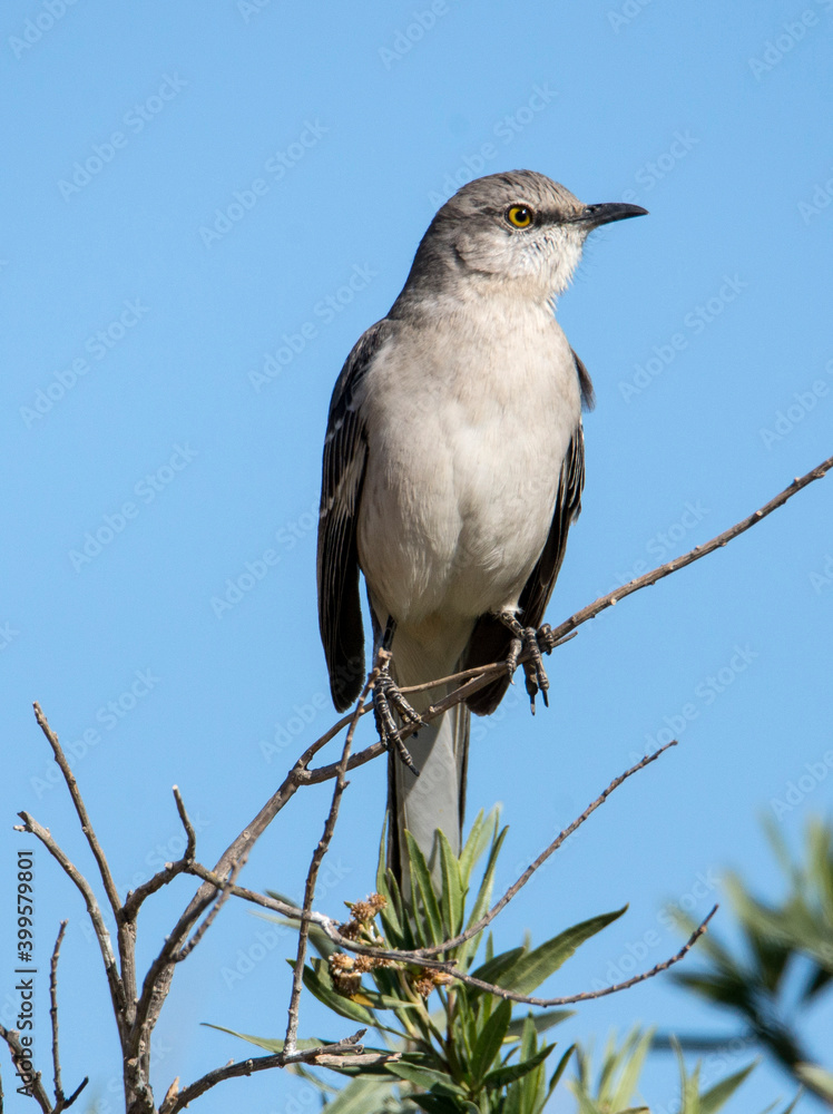 A northern mockingbird perched on a small branch in San Jacinto Wildlife Area near Perris in Southern California A northern mockingbird perched on a small branch in San Jacinto Wildlife Area near Perris in Southern California