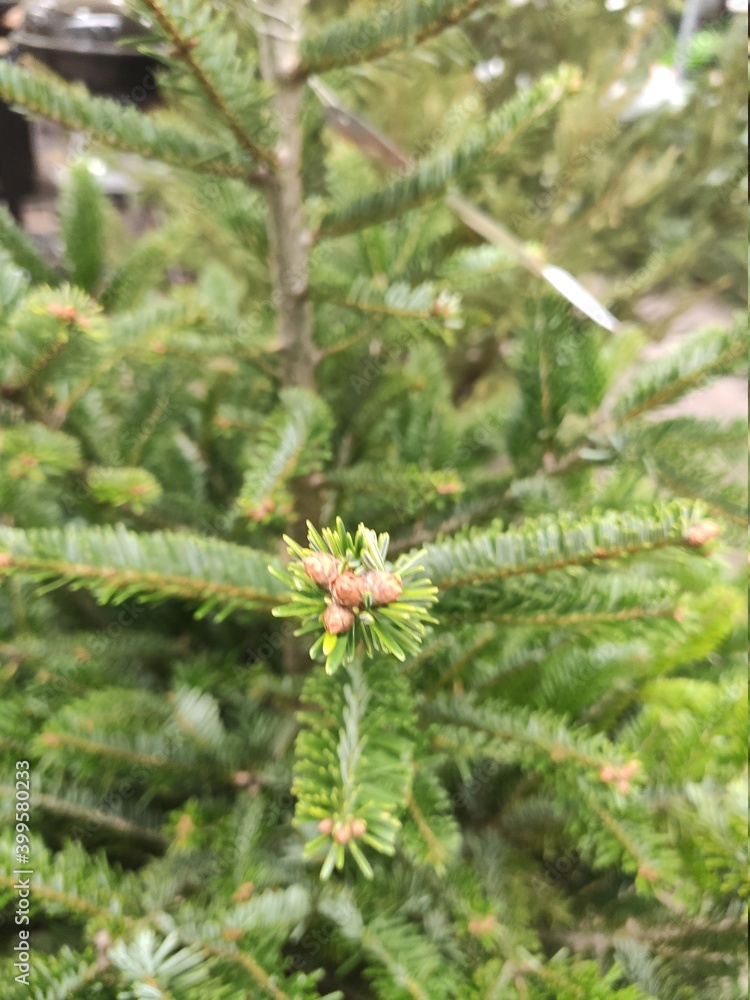 close up of pine tree close up of pine tree