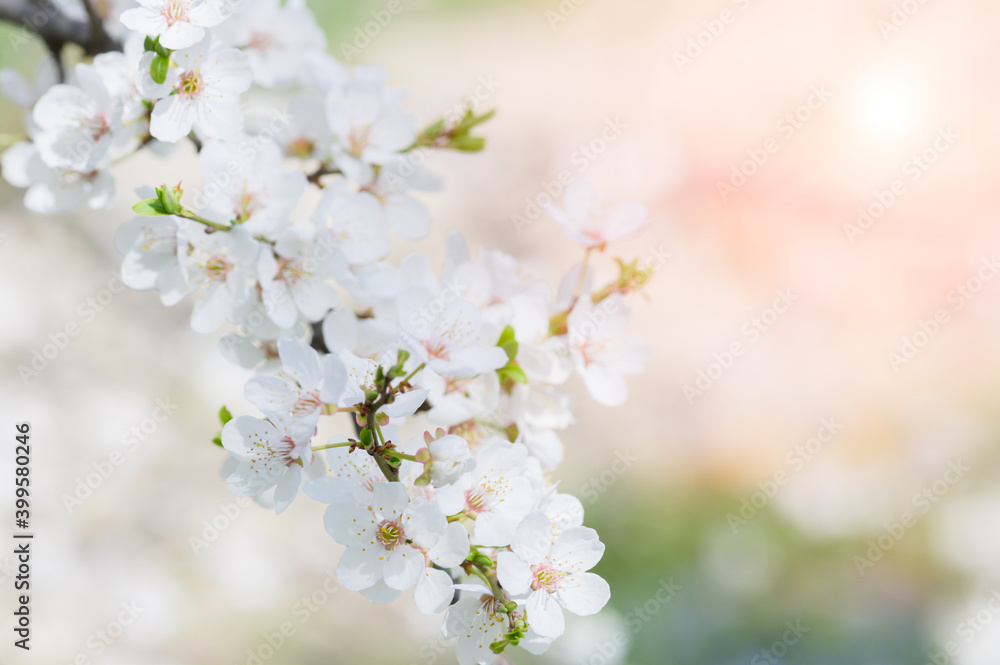A branch with cherry or apricot flowers in the sunlight, against the background of other flowers in a blur. Concept of the arrival of spring and the onset of warm weather A branch with cherry or apricot flowers in the sunlight, against the background of other flowers in a blur. Concept of the arrival of spring and the onset of warm weather