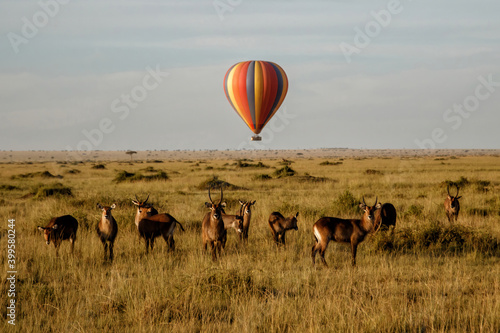 Photography Waterbuck (Kobus ellipsiprymnus) family standing, with a  a hot air balloon in the background, on the savannah of the Masai Mara National Park in Kenya