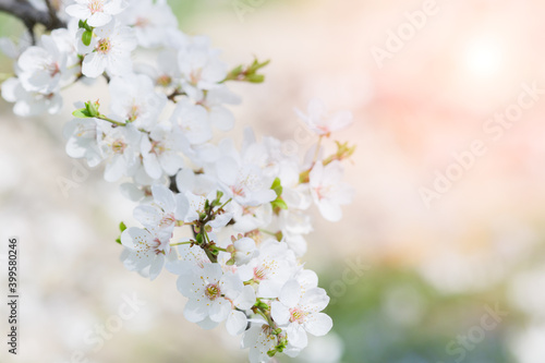 A branch with cherry or apricot flowers in the sunlight  against the background of other flowers in a blur. Concept of the arrival of spring and the onset of warm weather