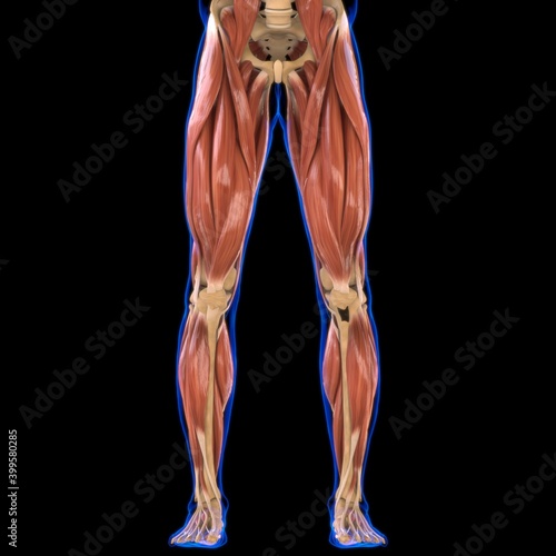Leg Muscle Anatomy For Medical Concept 3D Illustration
