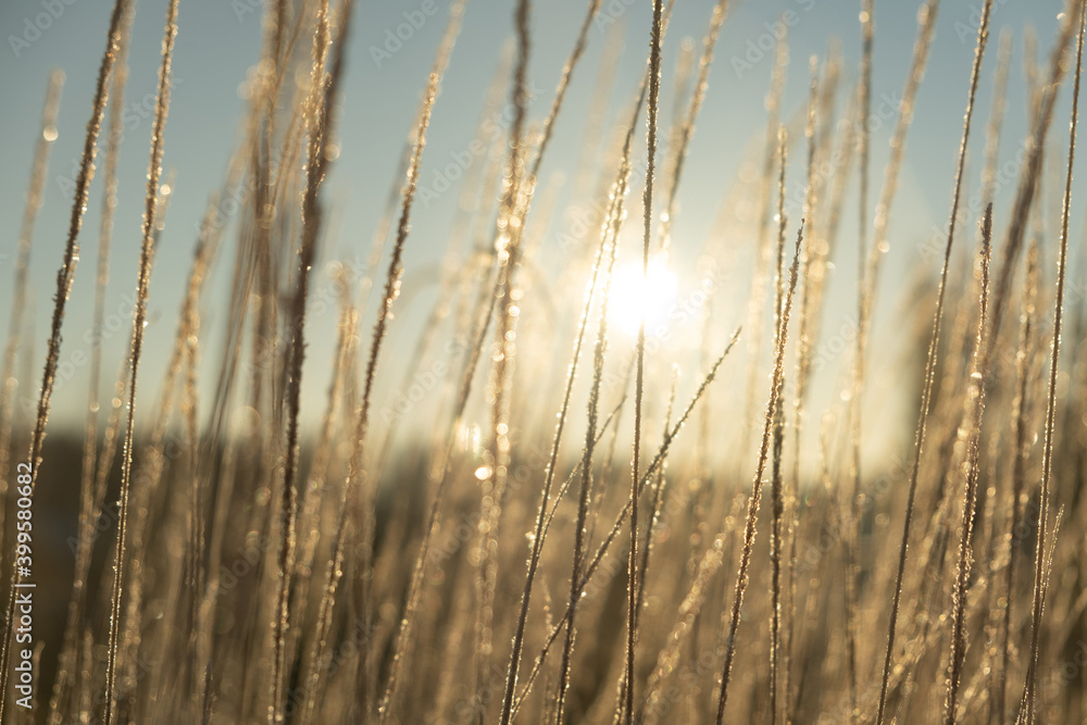Obraz premium Frozen brilliant grass in the winter morning