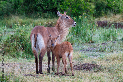 Photography Waterbuck (Kobus ellipsiprymnus)